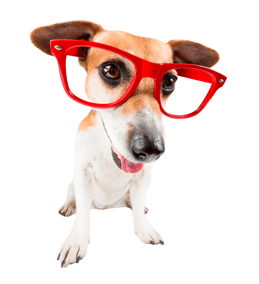 cachorro imagem