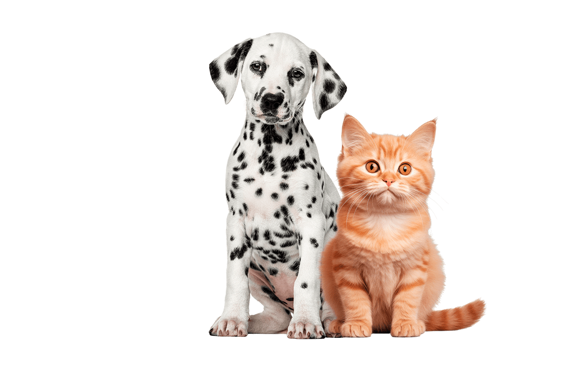 dalmata gato 1